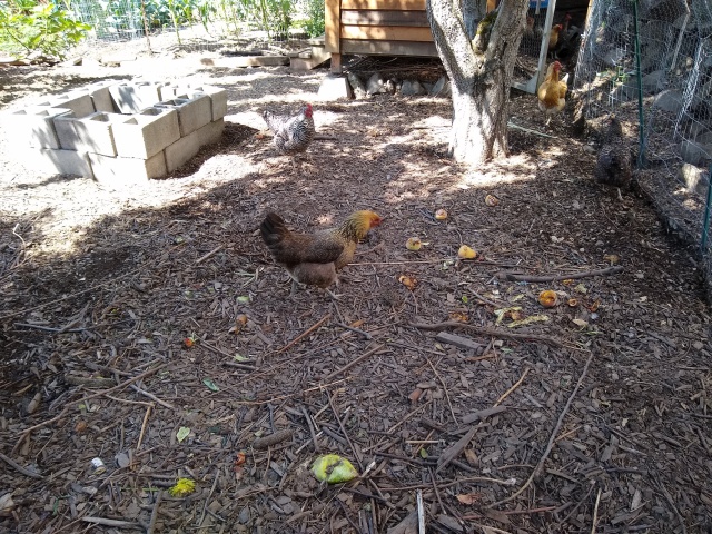 Chickens scratching in wood chips